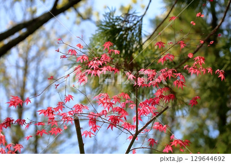 可愛い ヤマモミジの若葉 可愛い ヤマモミジの若葉 129644692