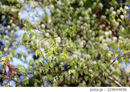 爽やか　ヒトツバタゴの花 129644696