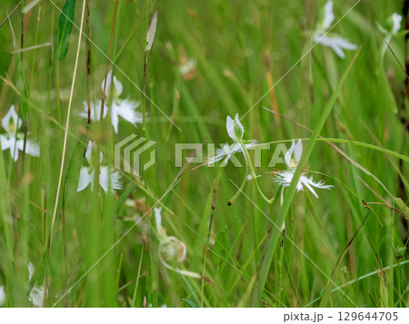湿地の植物群サギソウ群落 湿地の植物群サギソウ群落 129644705