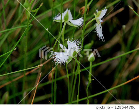 湿地の植物群サギソウ 湿地の植物群サギソウ 129644706