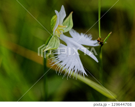 湿地の植物群サギソウ 湿地の植物群サギソウ 129644708
