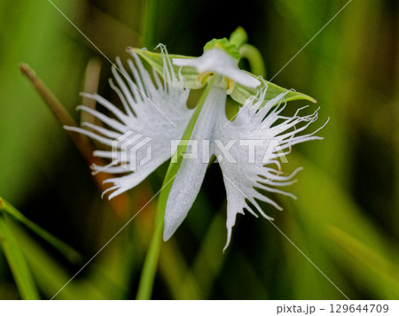 湿地の植物群サギソウ 129644709