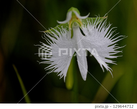 湿地の植物群サギソウ 129644712