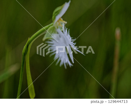湿地の植物群サギソウ 129644713