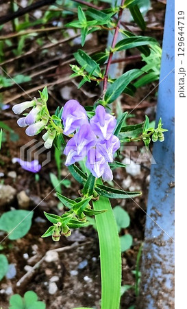 筑波実験植物園のコガネバナ 筑波実験植物園のコガネバナ 129644719