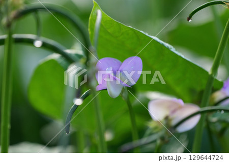 黒ささげの花 129644724