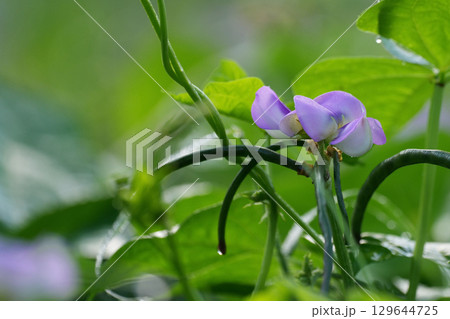 黒ささげの花 129644725