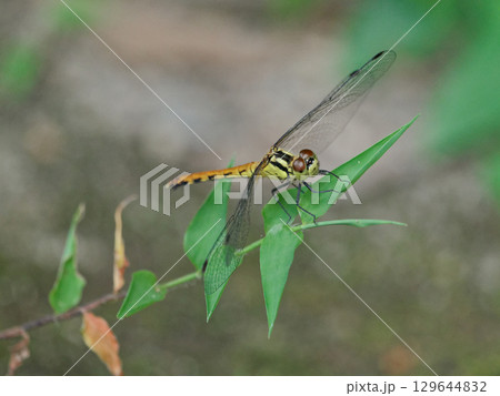 葉の上に止まるヒメアカネ♀ 葉の上に止まるヒメアカネ♀ 129644832