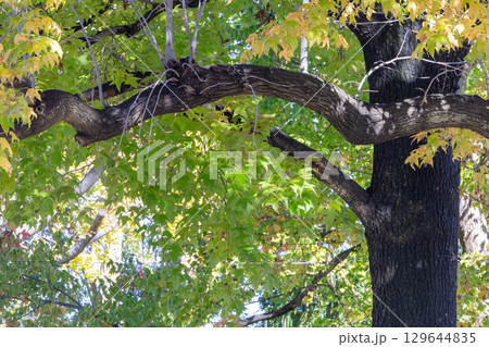 秋の気配・色づくカエデ 129644835