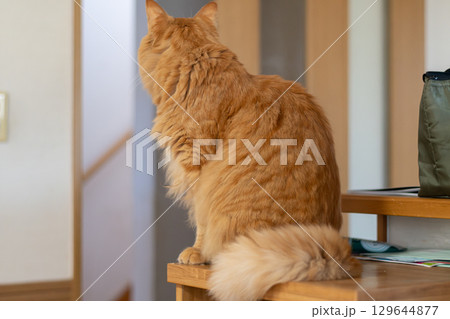 座って見つめる猫 茶トラ猫 座って見つめる猫 茶トラ猫 129644877