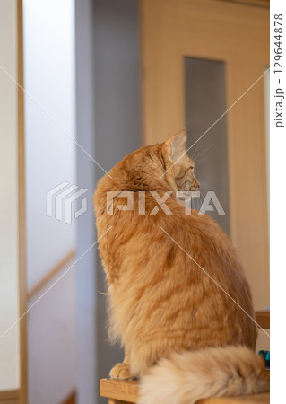 座って見つめる猫　茶トラ猫 129644878