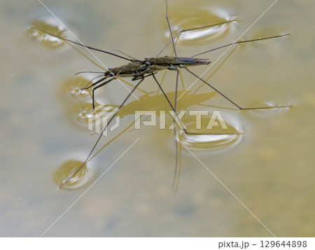 水面に浮かぶナミアメンボの交尾 129644898