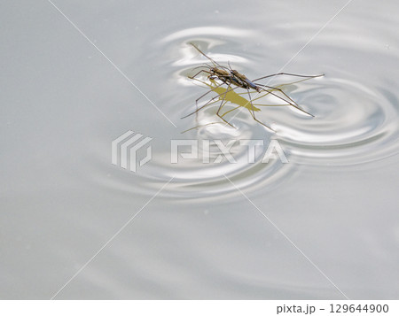 水面に浮かぶナミアメンボの交尾 水面に浮かぶナミアメンボの交尾 129644900