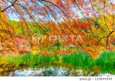 山梨 紅葉に染まる南伊奈ヶ湖 129644944