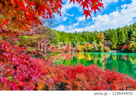 山梨 紅葉に染まる南伊奈ヶ湖 山梨 紅葉に染まる南伊奈ヶ湖 129644950