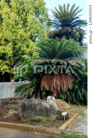 筑波実験植物園のソテツ 筑波実験植物園のソテツ 129645003