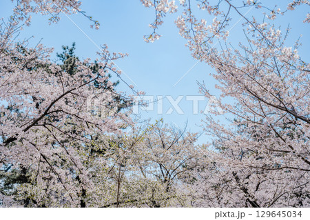 桜と青空 桜と青空 129645034