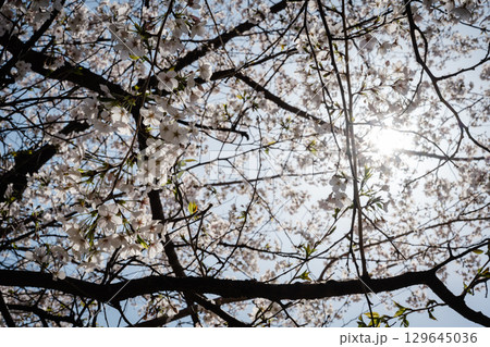 桜と日中の光 桜と日中の光 129645036