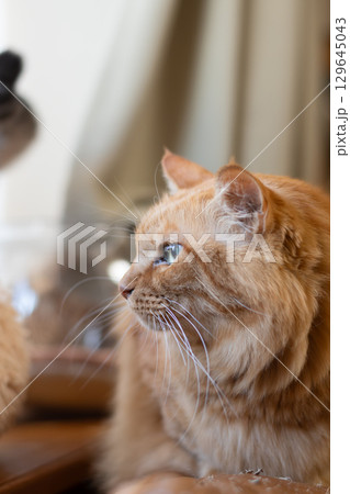 窓辺でくつろぐ可愛い猫 茶トラ猫 窓辺でくつろぐ可愛い猫 茶トラ猫 129645043