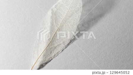 美しい白い葉脈　スケルトンリーフ 129645052