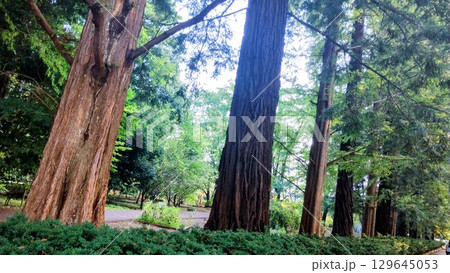 筑波実験植物園のセコイア 129645053