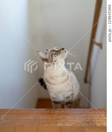 階段を上る猫 シャムトラ猫 階段を上る猫 シャムトラ猫 129645066