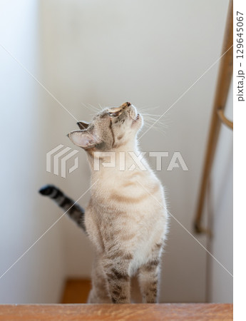 階段を上る猫　シャムトラ猫 129645067