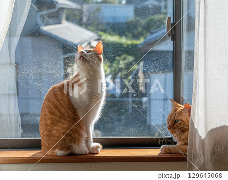 窓辺でくつろぐ二匹の猫 窓辺でくつろぐ二匹の猫 129645068