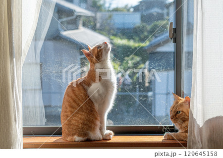 窓辺でくつろぐ二匹の猫 129645158