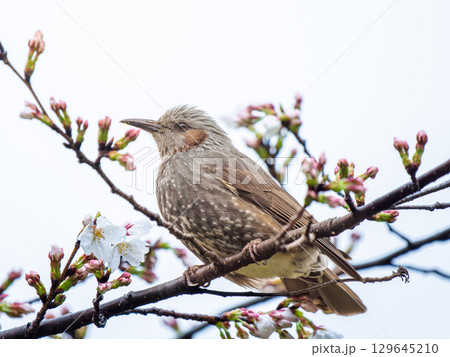枝にとまるヒヨドリ 129645210