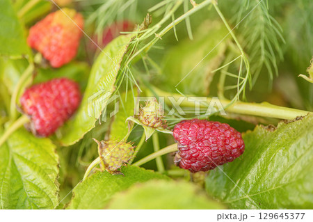 Raspberry bush with ripe and unripe berries. 129645377