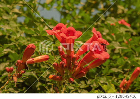 Campsis rooting, Campsis creeping - deciduous woody vine of the Bignoniaceae family 129645416