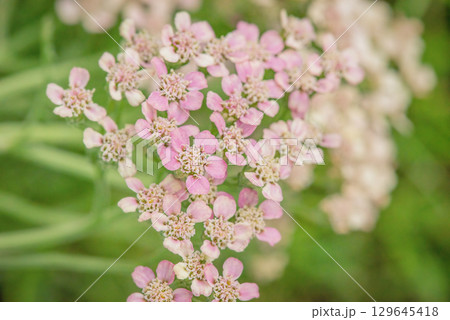 Garden yarrow is blooming. Flowers of the yarrow plant on a background of green grass. 129645418