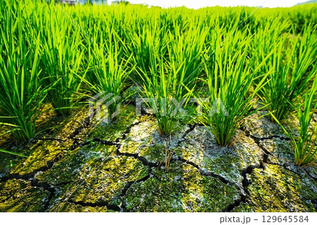 田んぼの渇水で土が渇いた風景 田んぼの渇水で土が渇いた風景 129645584