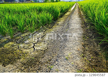 田んぼの渇水で土が渇いた風景 田んぼの渇水で土が渇いた風景 129645587