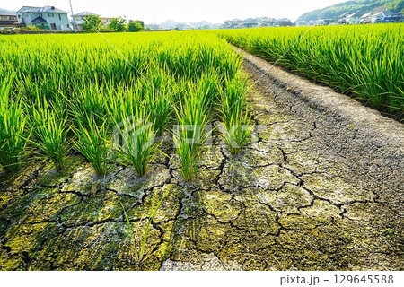 田んぼの渇水で土が渇いた風景 田んぼの渇水で土が渇いた風景 129645588
