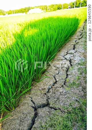 田んぼの渇水で土が渇いた風景 田んぼの渇水で土が渇いた風景 129645590