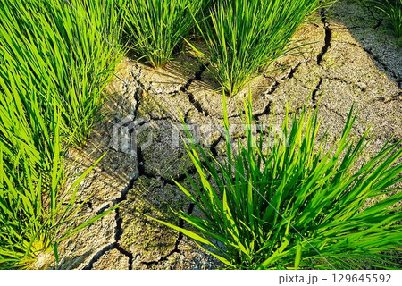 田んぼの渇水で土が渇いた風景 田んぼの渇水で土が渇いた風景 129645592