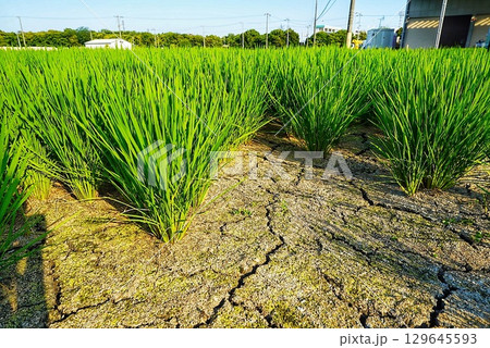 田んぼの渇水で土が渇いた風景 田んぼの渇水で土が渇いた風景 129645593