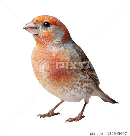 Colorful bird finch with vibrant plumage perched on a white background. isolated on transparent background cutout 129645607