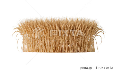 Golden wheat sheaf with copy space for agricultural design. isolated on transparent background cutout Golden wheat sheaf with copy space for agricultural design. isolated on transparent background cutout 129645618