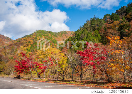 せせらぎ街道の紅葉《岐阜県 高山市 清見町 大倉トンネル北口付近 》 せせらぎ街道の紅葉《岐阜県 高山市 清見町 大倉トンネル北口付近 》 129645683