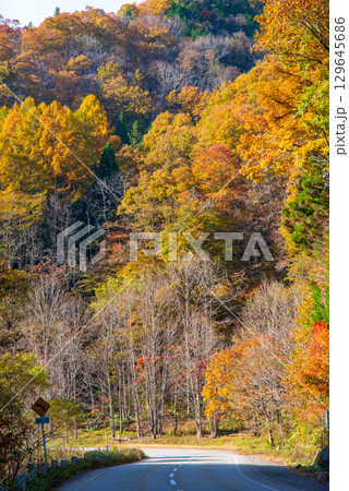 せせらぎ街道の紅葉《岐阜県 高山市 清見町》 せせらぎ街道の紅葉《岐阜県 高山市 清見町》 129645686