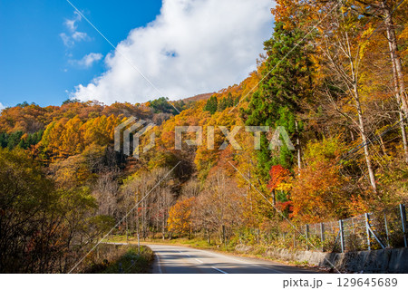 せせらぎ街道の紅葉《岐阜県 高山市 清見町》 せせらぎ街道の紅葉《岐阜県 高山市 清見町》 129645689