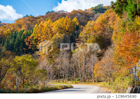 せせらぎ街道の紅葉《岐阜県 高山市 清見町》 せせらぎ街道の紅葉《岐阜県 高山市 清見町》 129645690