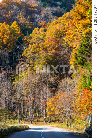 せせらぎ街道の紅葉《岐阜県 高山市 清見町》 せせらぎ街道の紅葉《岐阜県 高山市 清見町》 129645697