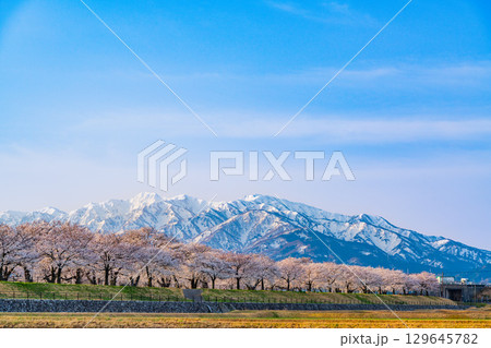 【富山県】あさひ舟川・満開の桜並木の向こうに冠雪した立山連峰 129645782