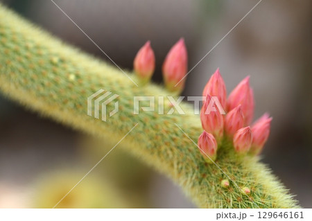 クレストカクタス・ヴィンターリ・多肉植物の花の蕾 129646161