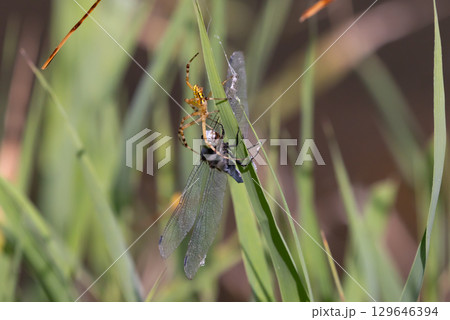 埼玉県比企郡川島町下八ツ林　平成の森公園蓮池のナガコガネグモと巣にかかって捕食されるシオカラトンボ 129646394