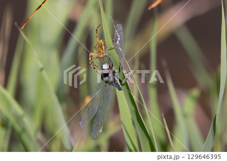 埼玉県比企郡川島町下八ツ林　平成の森公園蓮池のナガコガネグモと巣にかかって捕食されるシオカラトンボ 129646395